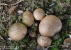 pestřec bradavčitý (Houby), Scleroderma verrucosum (Bull.) ex Pers. (Fungi)